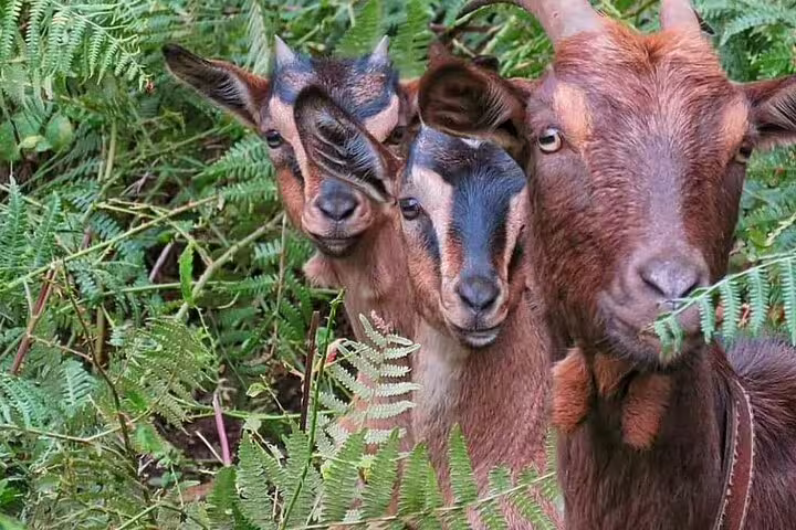 Three curious goats peek through lush green ferns in the scenic wilderness of Northeast Madeira, perfect for nature tours.
