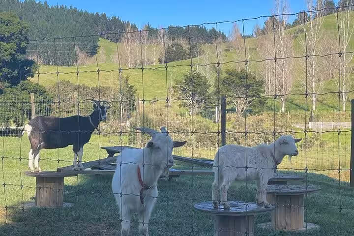 Goats relaxing on platforms in a lush open field at Sheep World, showcasing the rural charm of the Auckland countryside tour.