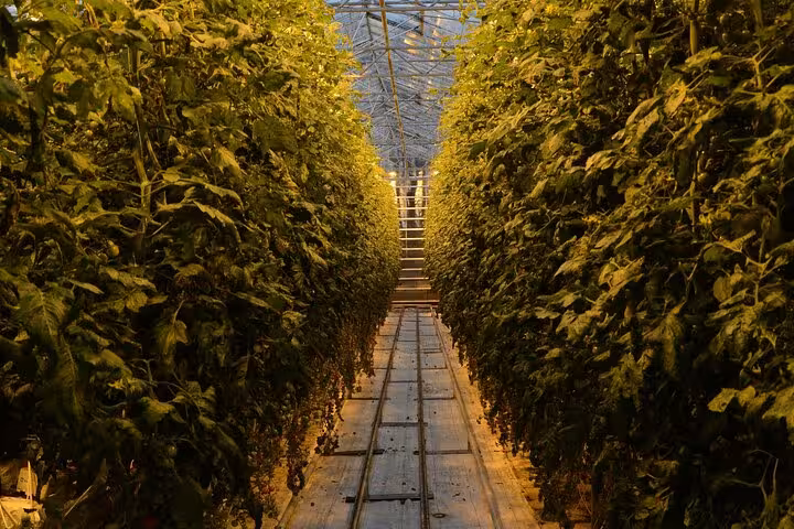 Lush tomato plants growing in rows inside a greenhouse farm on Golden Circle tour