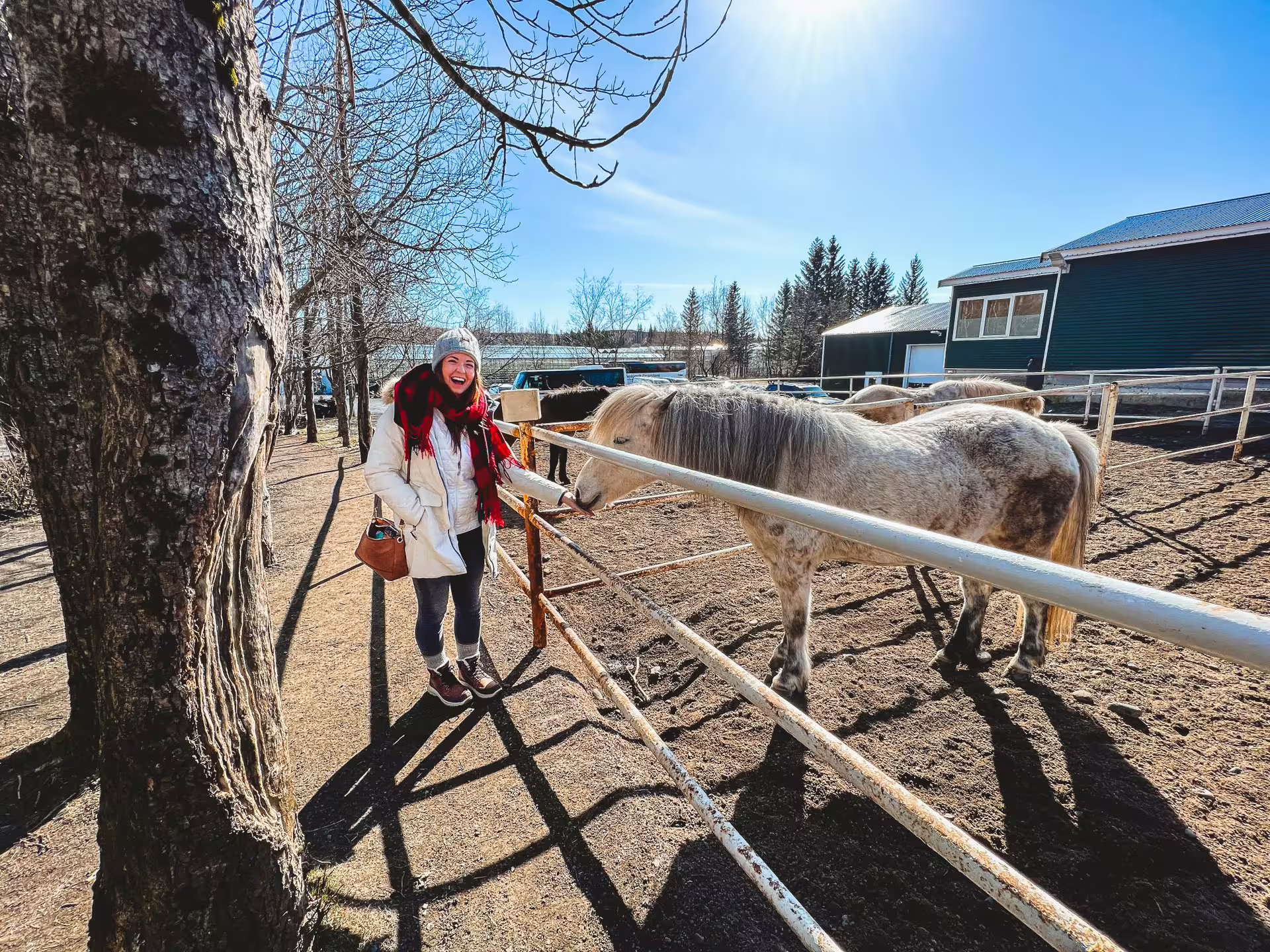 Woman enjoying a sunny day with Icelandic horses at a farm, part of the Golden Circle Adventure with Friðheimar feast.
