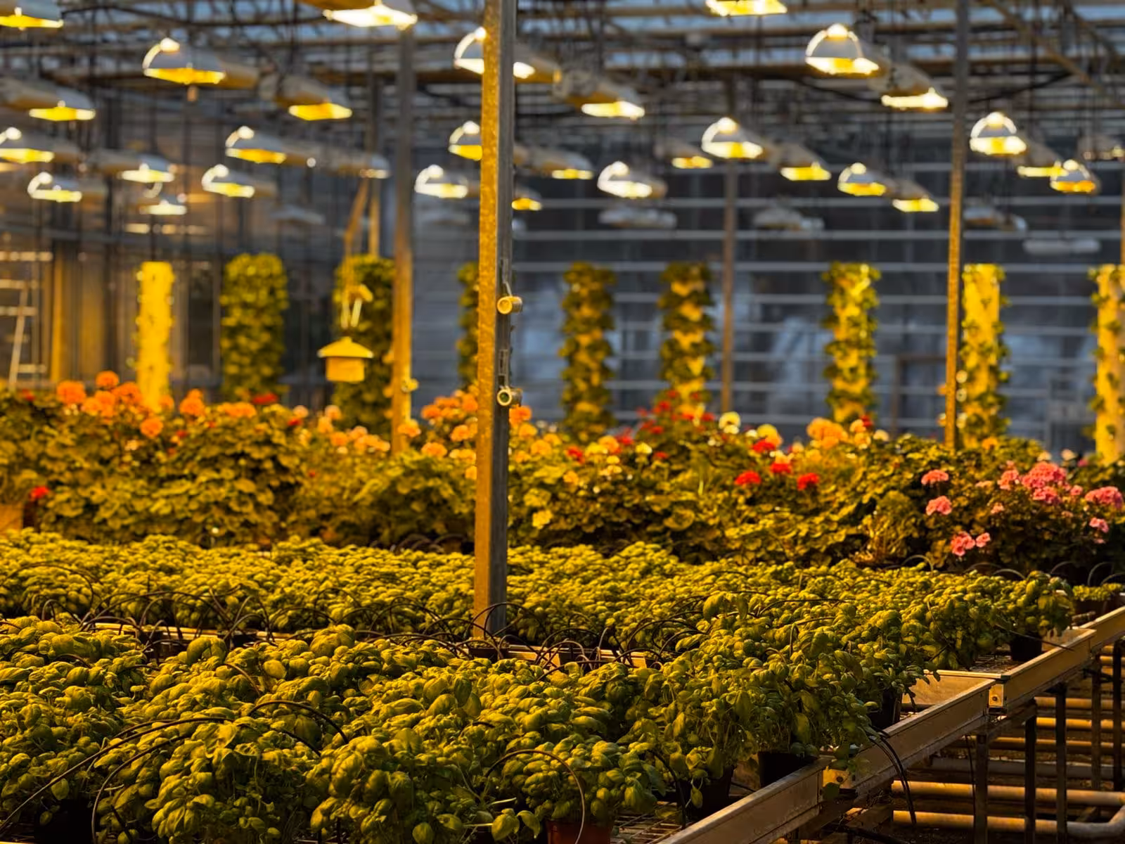 Lush geothermal greenhouse with vibrant flowers and herbs visited on a private Golden Circle Iceland luxury tour
