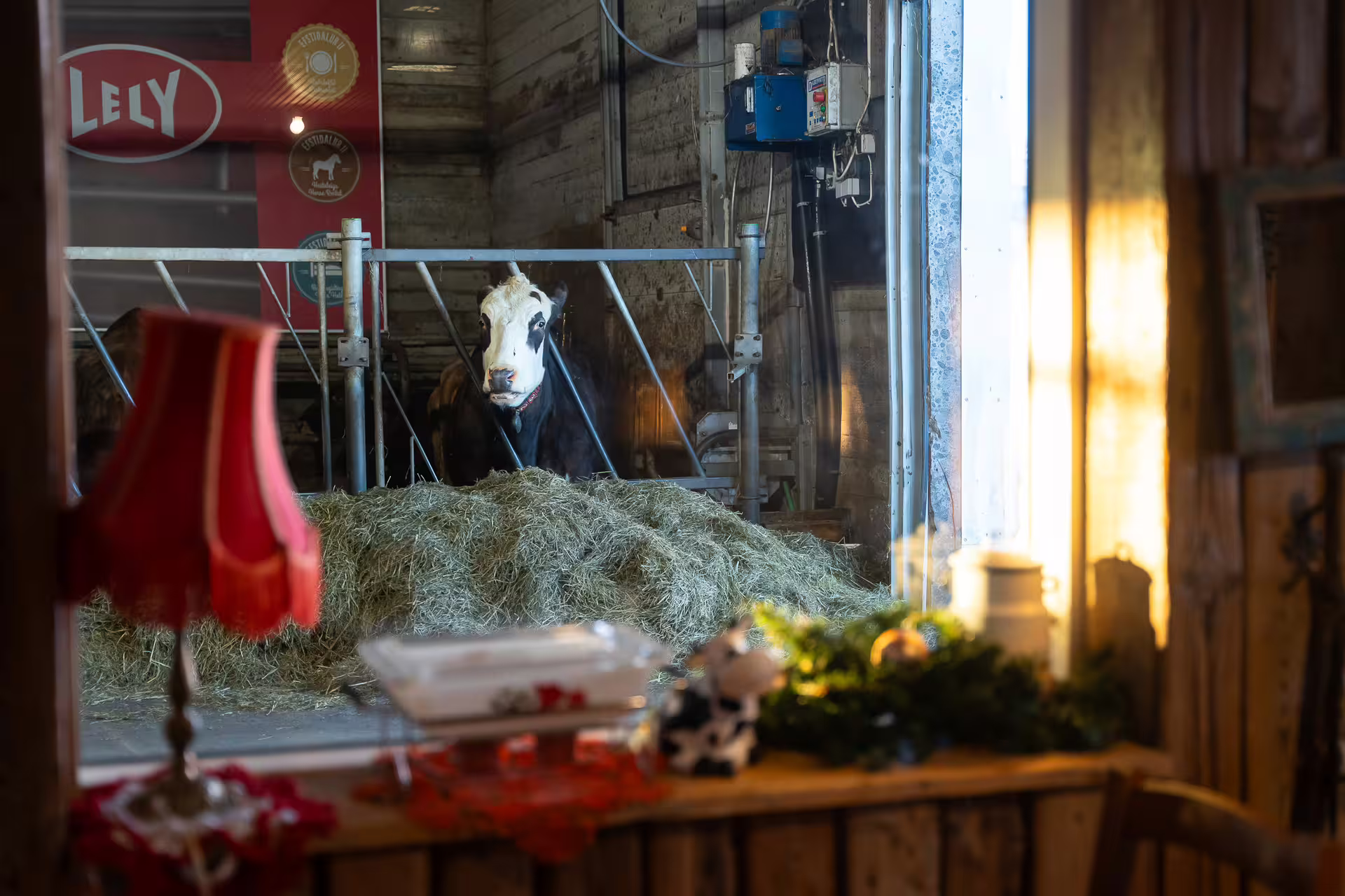 Black and white cow eating hay in a barn with Lely signage during a Golden Circle farm visit