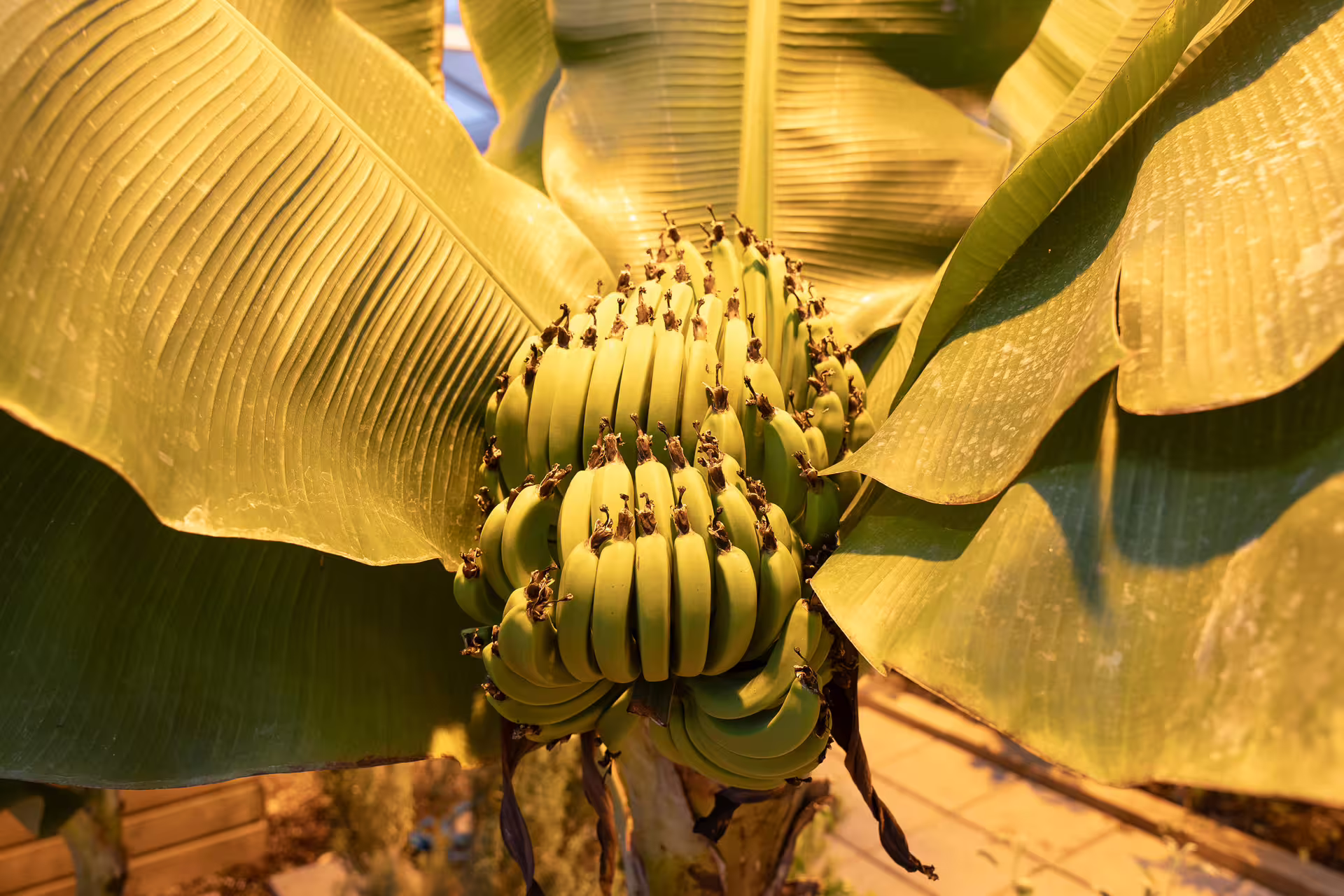 Fresh green bananas growing in a cluster on a banana tree with large tropical leaves