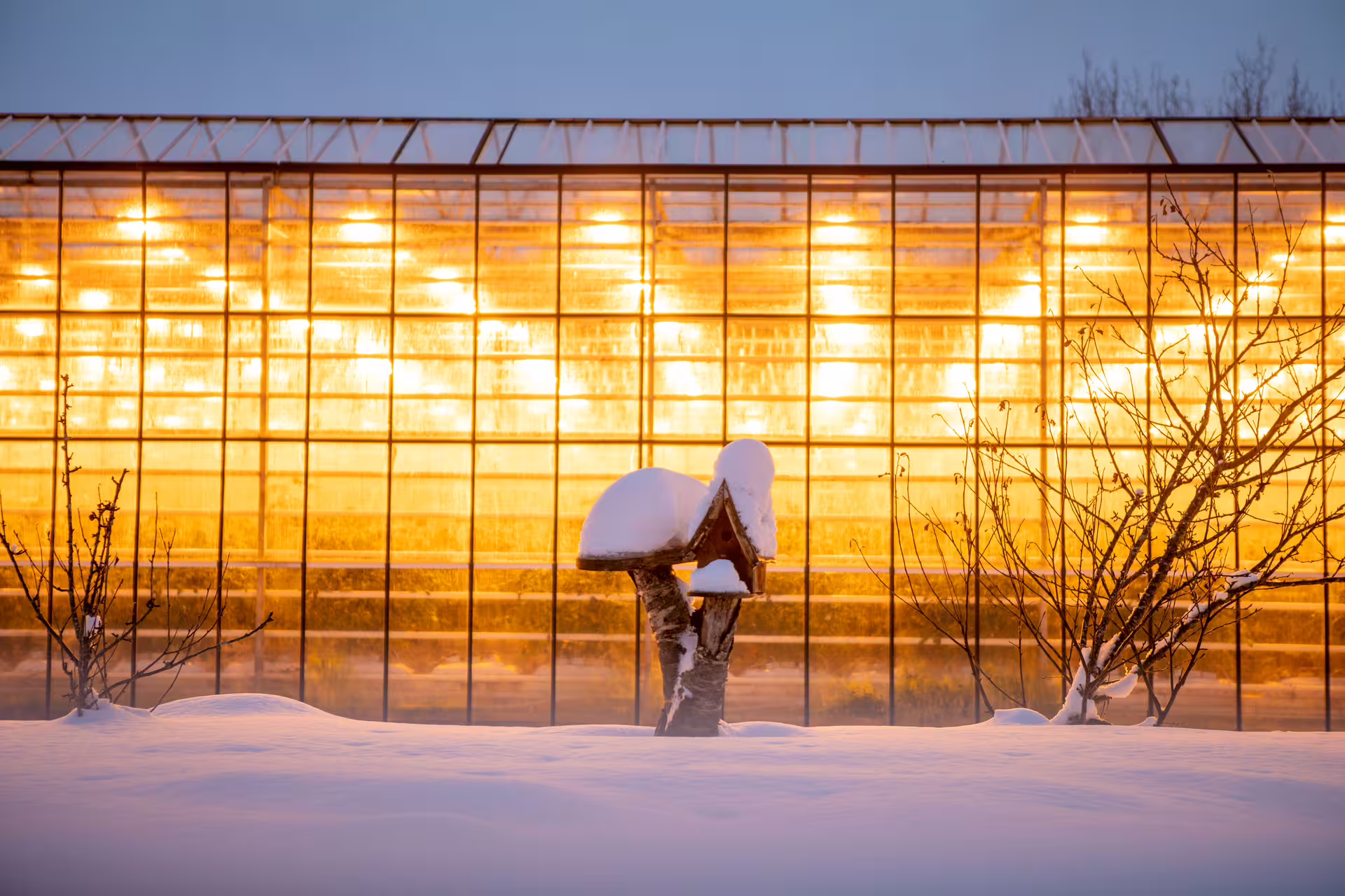 Glowing greenhouse covered in snow during Icelandic winter with bare trees and deep snow drifts