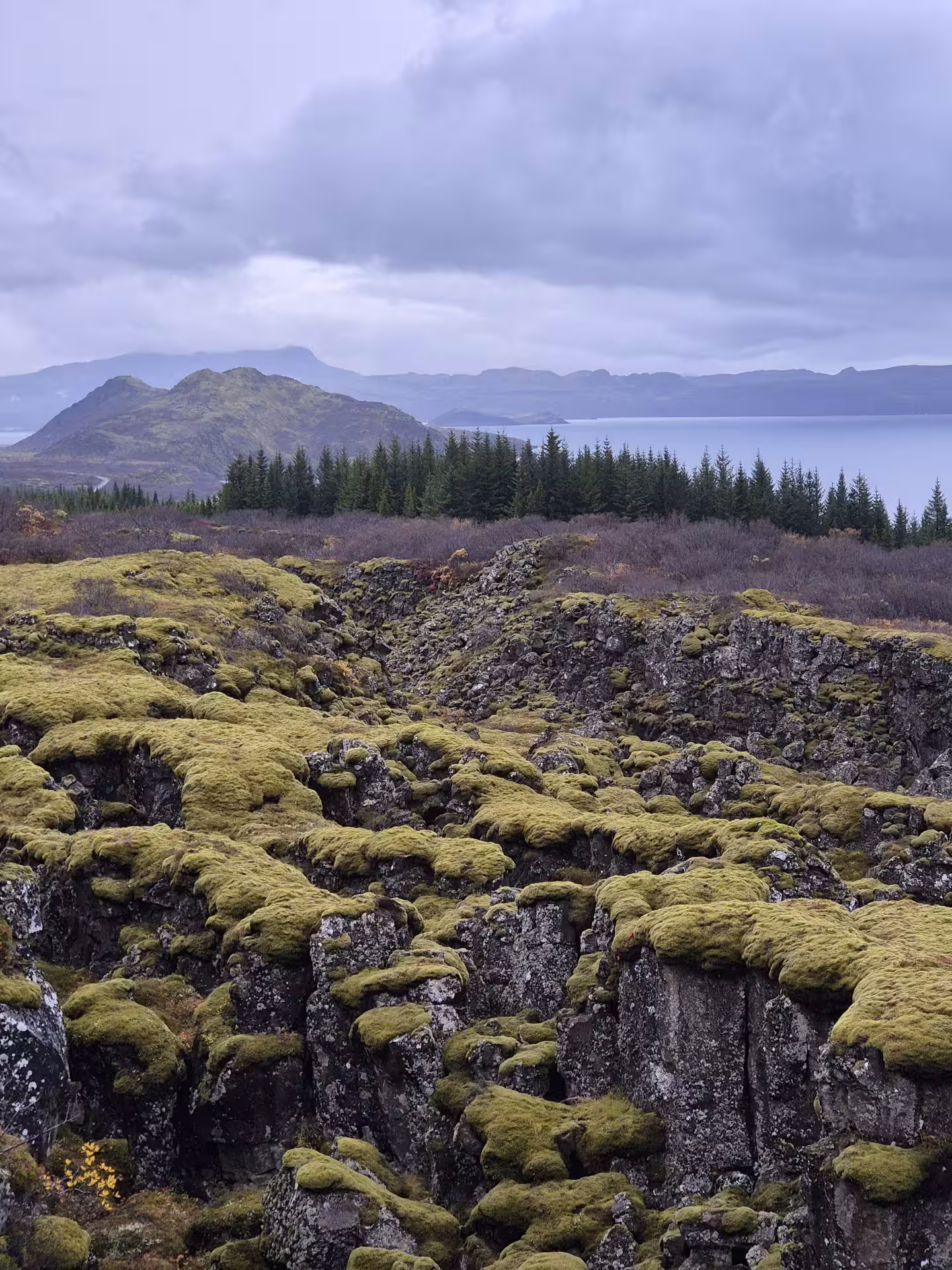 Moss-covered lava rock fissures at Þingvellir with lake and mountains in background, Iceland