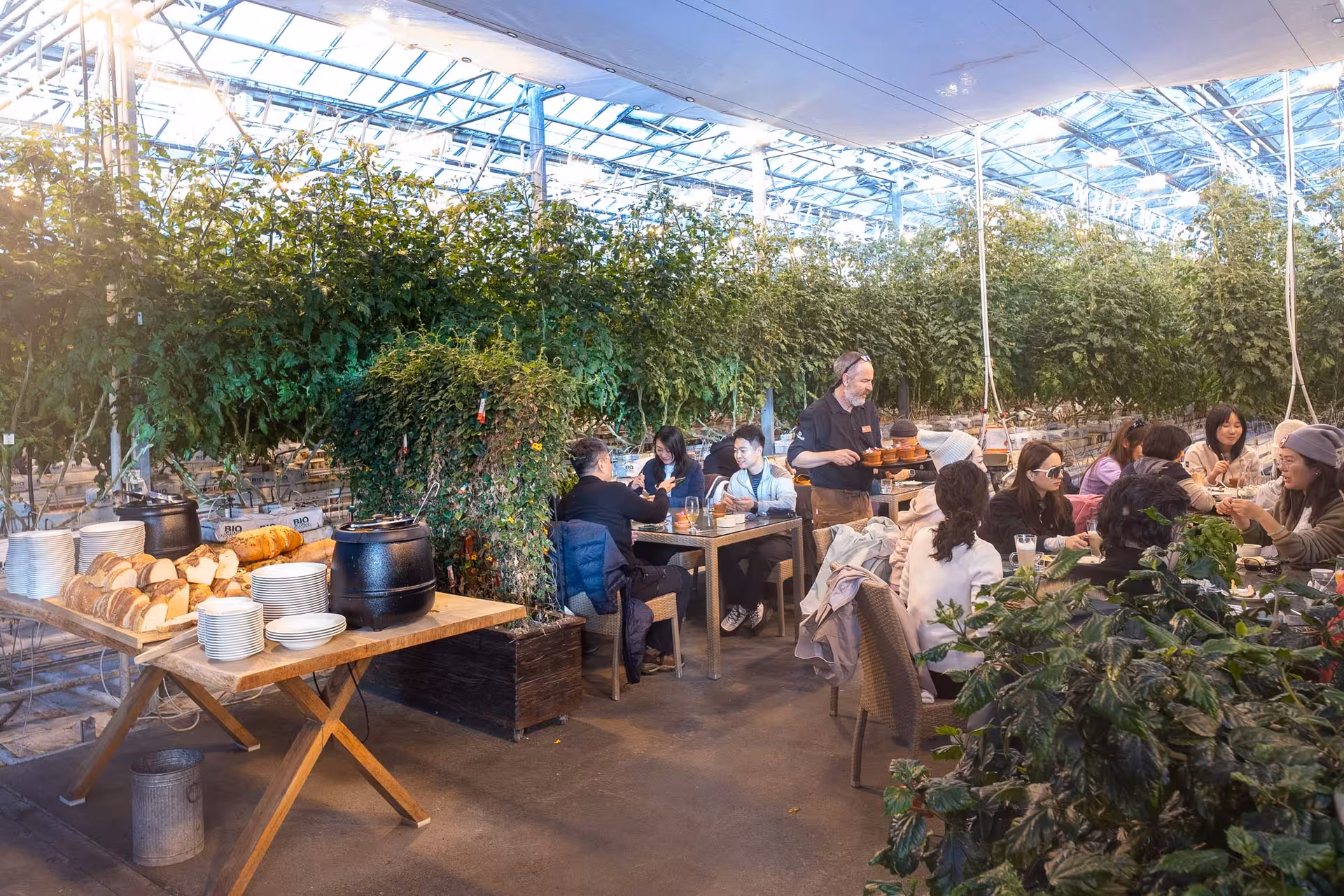 Guests dining inside a greenhouse restaurant surrounded by lush tomato plants during Golden Circle tour lunch stop