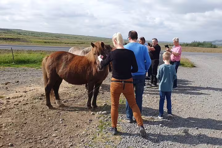 Tourists petting Icelandic horses on Golden Circle tour near Reykjavik road