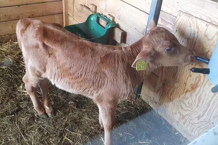 Young brown calf with yellow ear tag 0632 standing on hay in a wooden barn stall