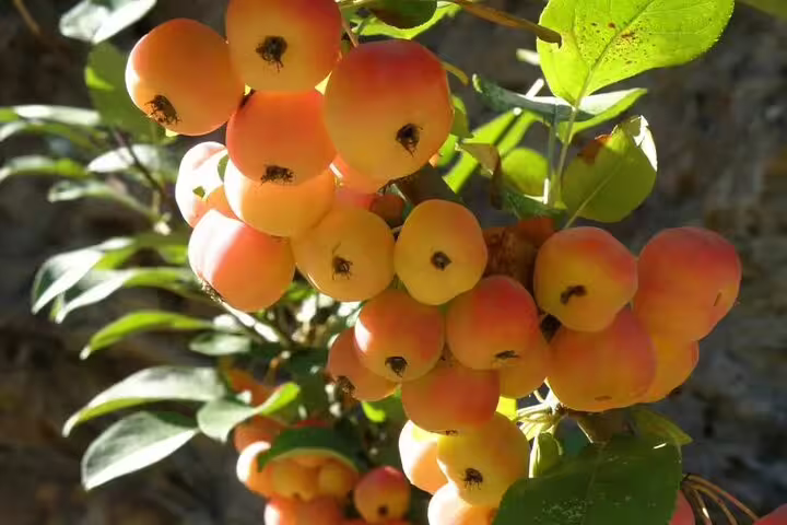 Cluster of ripe, golden-yellow fruits on a sunlit branch in Chania's Botanical Garden half-day tour.