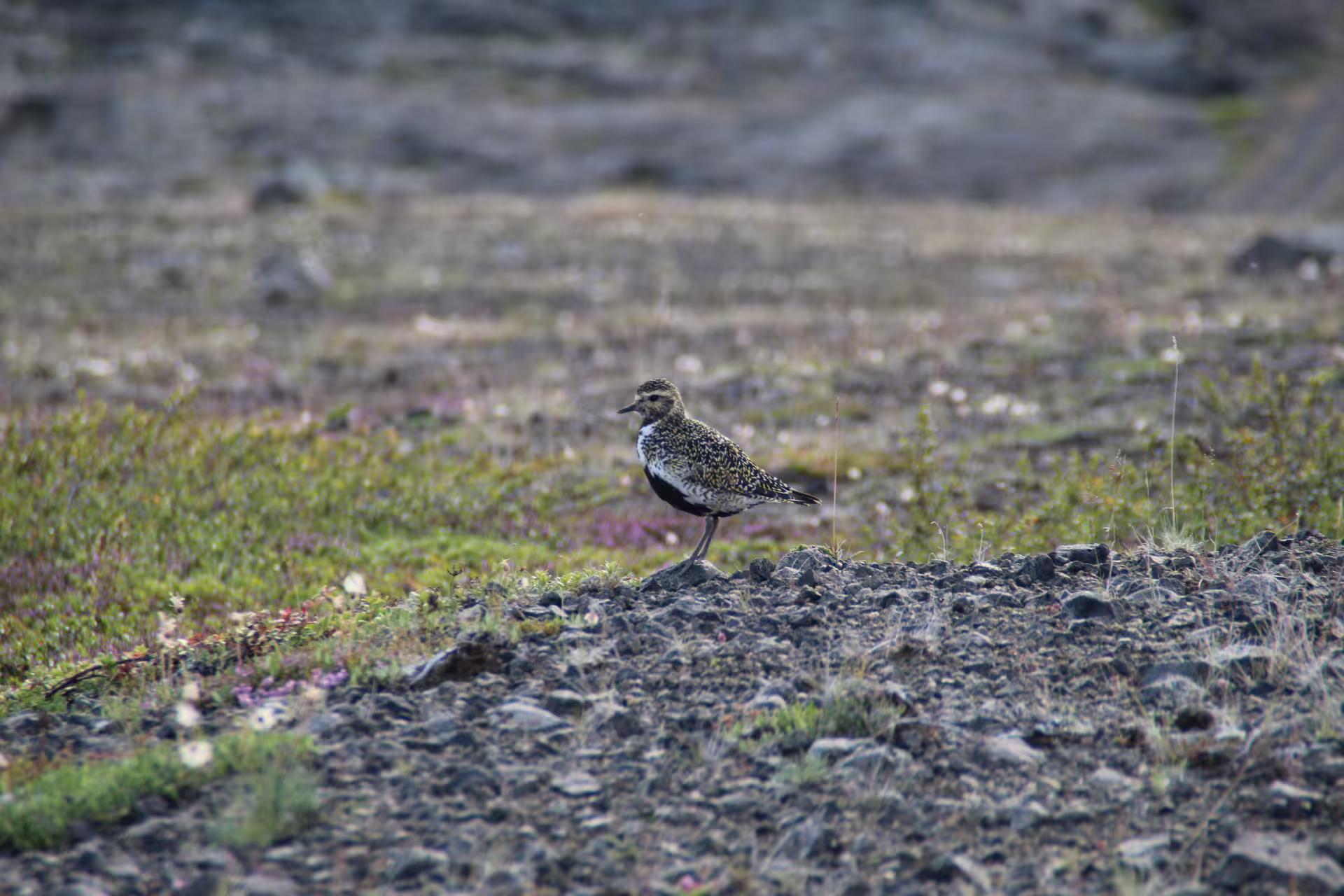 Golden plover bird standing on rocky tundra landscape along Iceland Ring Road