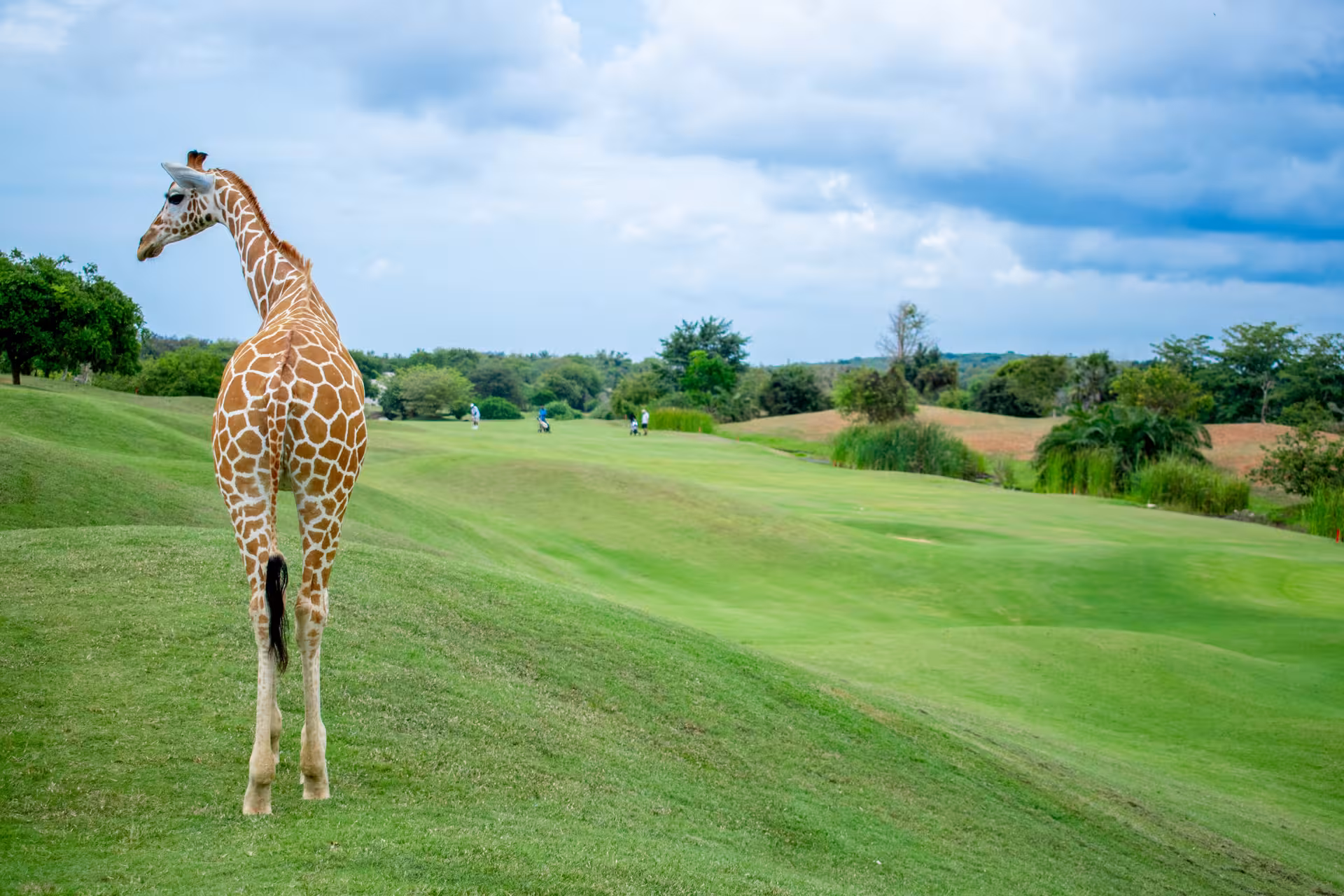 A giraffe stands gracefully on the vibrant golf course, offering a unique safari and golf experience.
