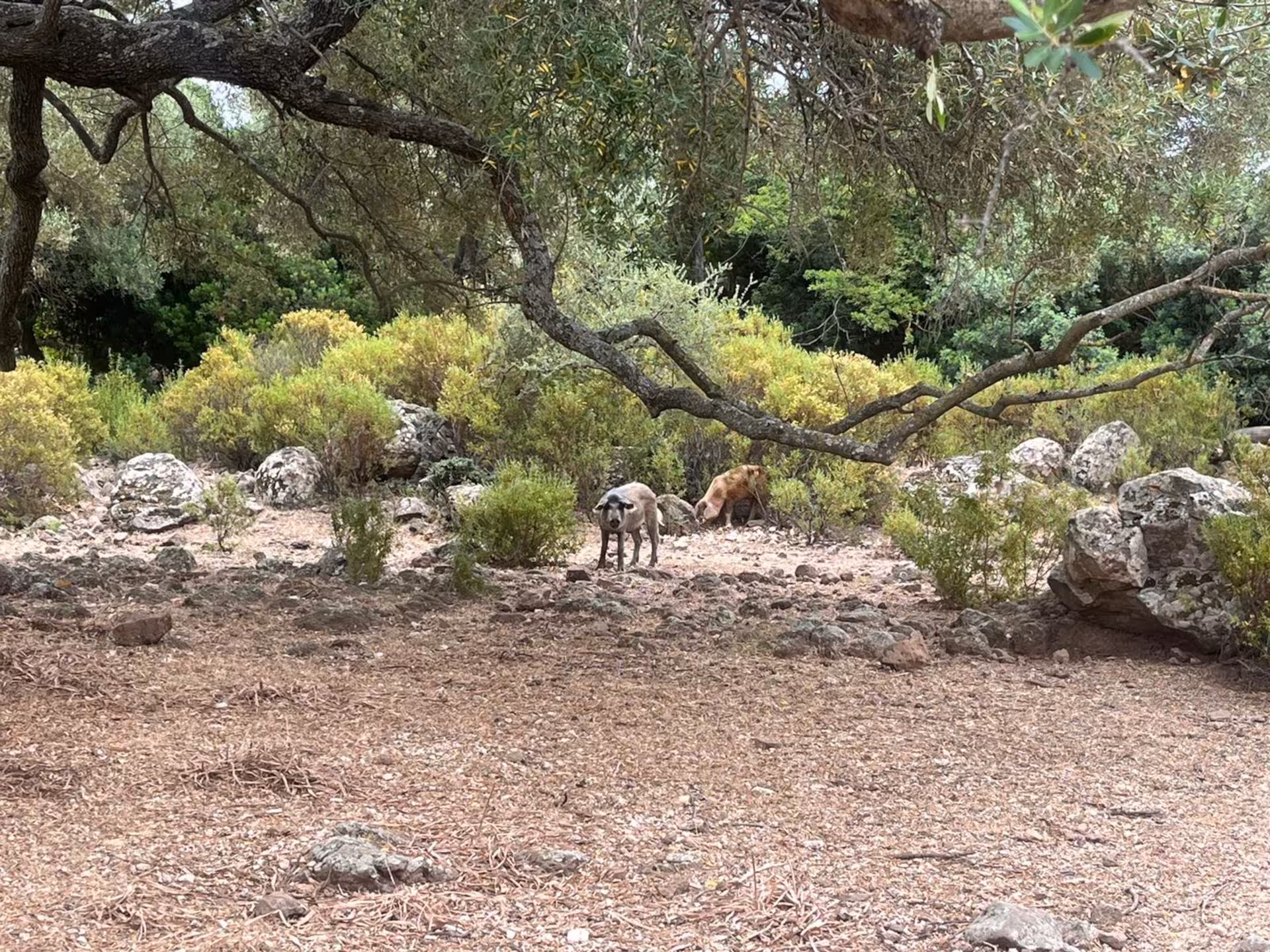 Wild boars roam amidst the scenic, rugged terrain of the Golgo Plateau on the Baunei jeep tour.