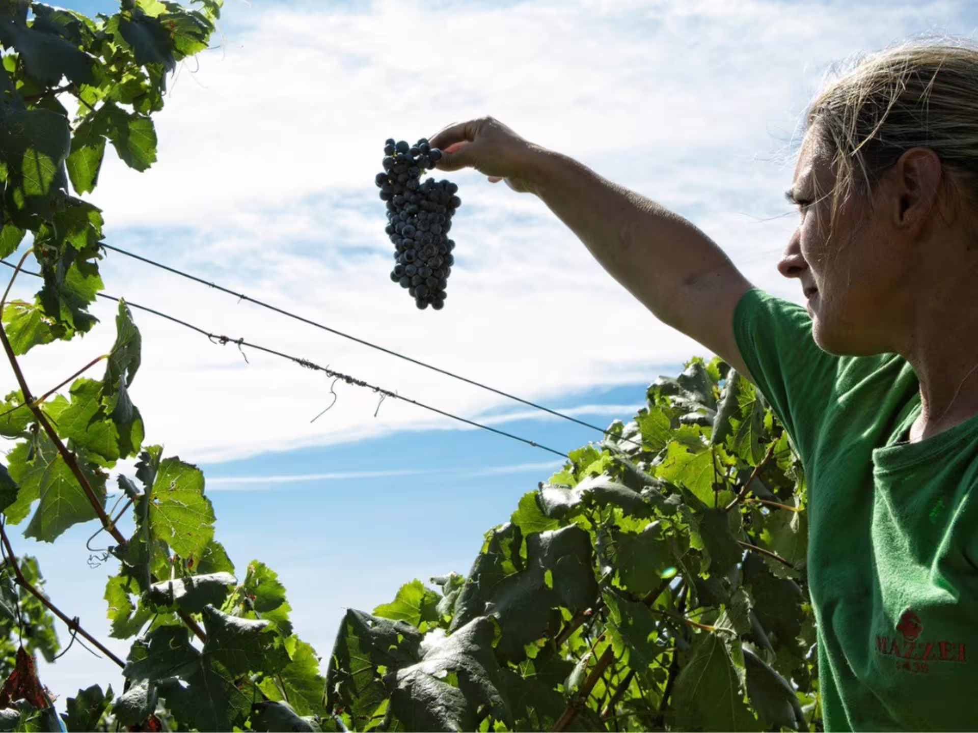 Person inspecting a bunch of grapes in a sunlit vineyard near Grosseto, highlighting the wine-making process.