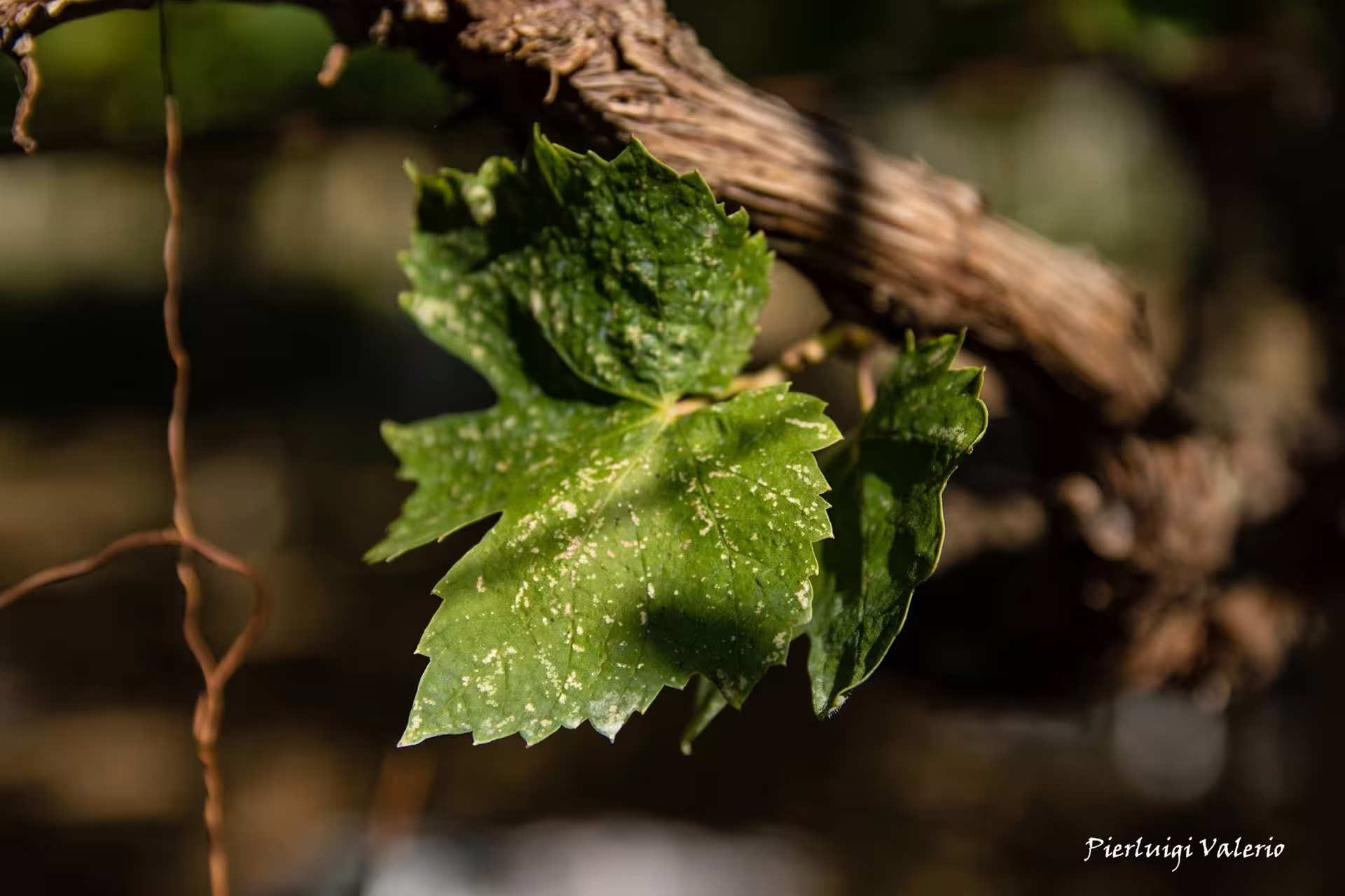 Close-up of green grapevine leaf on an old vine trunk in the vineyard during harvest wine tour