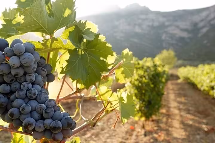 Close-up of ripe wine grapes on the vine in Greece, scenic vineyard stop on Athens Nemea Santorini wine tour