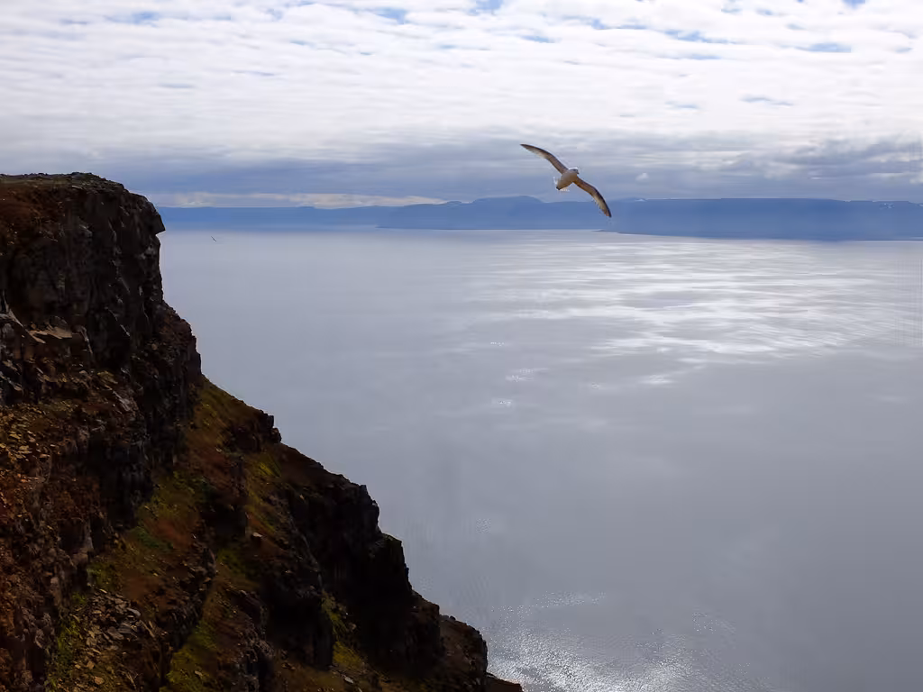 Seabird gliding over Hornstrandir cliffs and calm fjord waters on a Westfjords coastal hiking tour