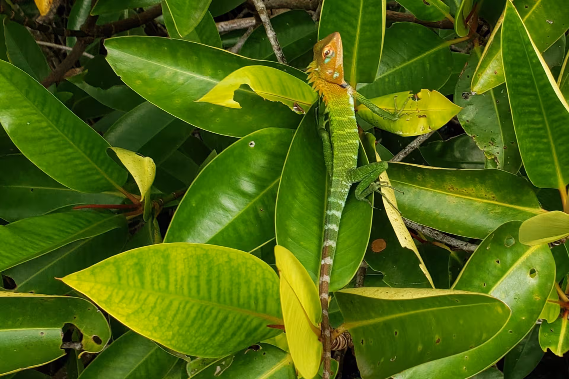 Green garden lizard camouflaged in mangrove leaves on Bentota River Safari, Sri Lanka nature cruise