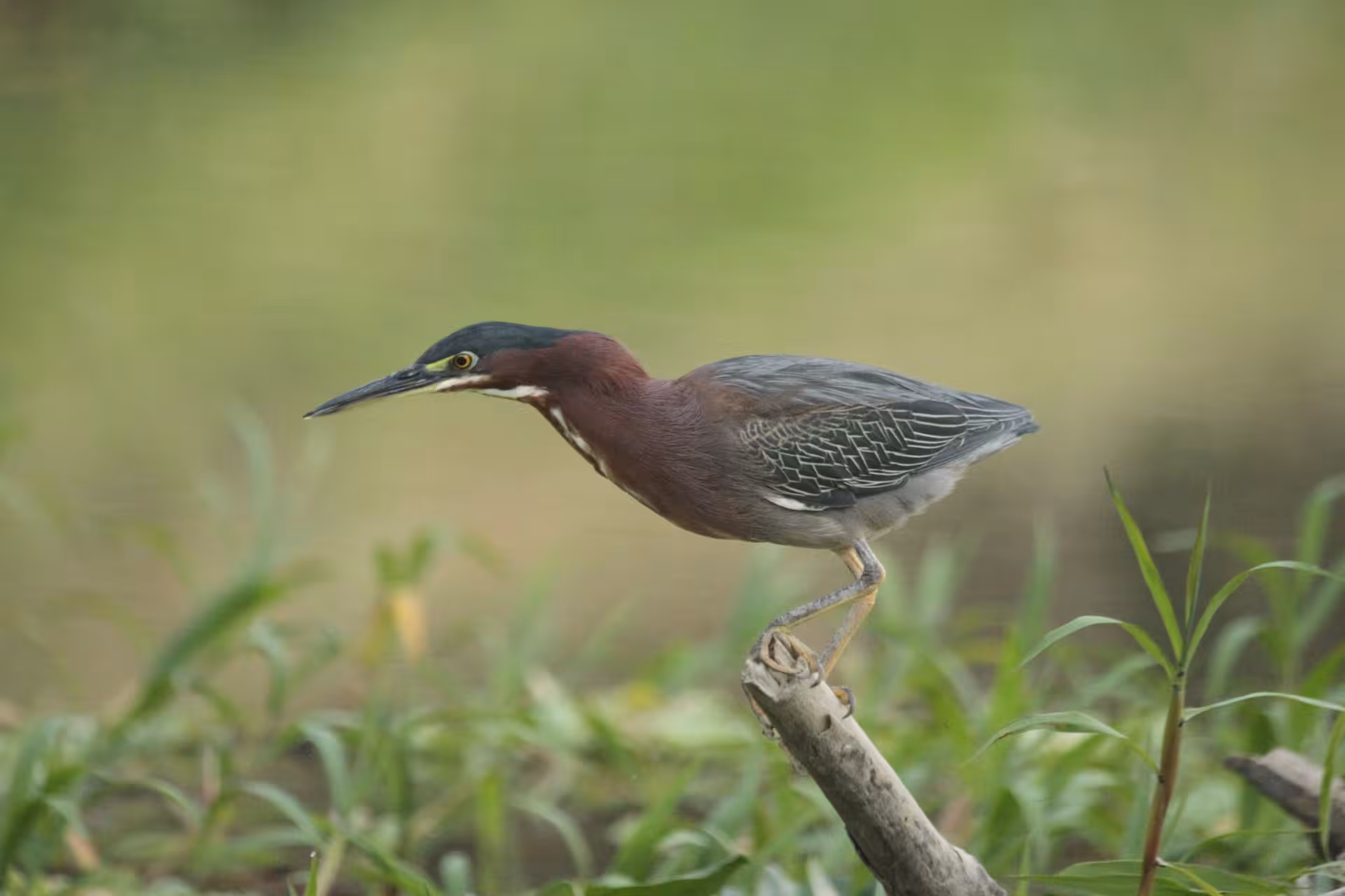 Green heron perched on a branch in Manuel Antonio, perfect for birdwatching on the Mangrove Monkey Tour.