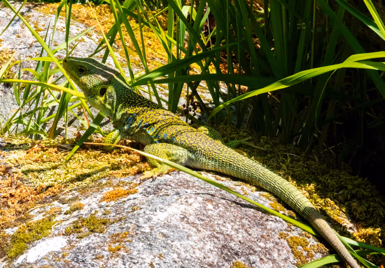 Vibrant green lizard basking on a rock surrounded by lush vegetation in Peneda Geres National Park.