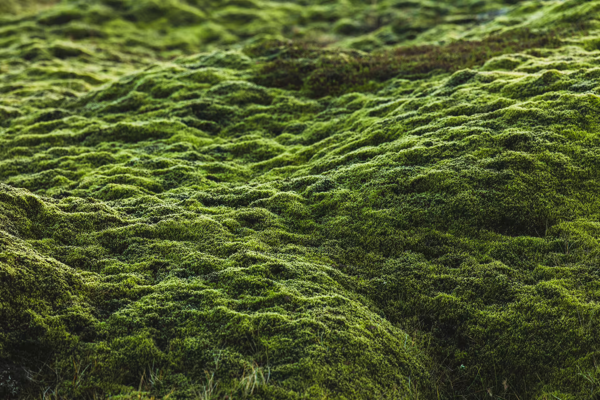 Lush green moss covering rugged lava rock terrain during off-road buggy adventure