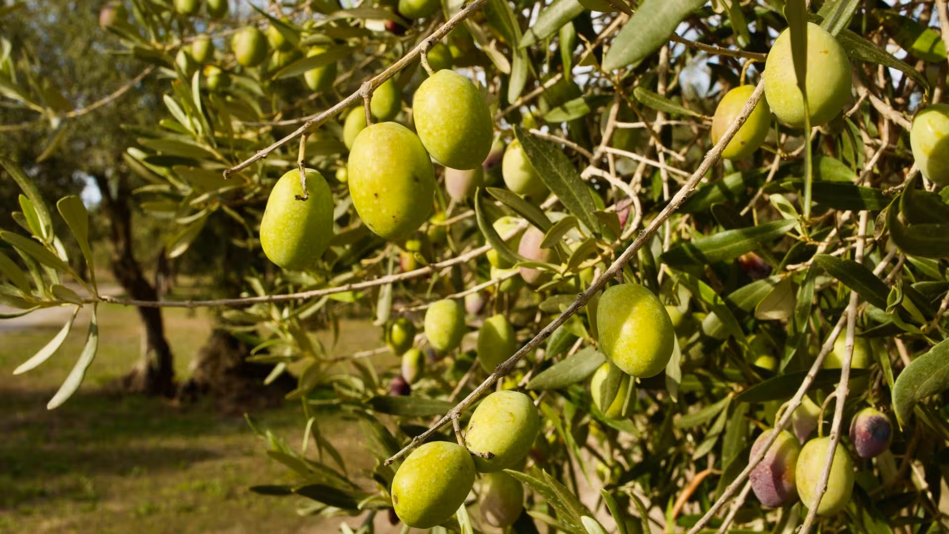 Close-up of green olives on a tree branch in Oristano, showcasing the lush olive groves ready for harvest.