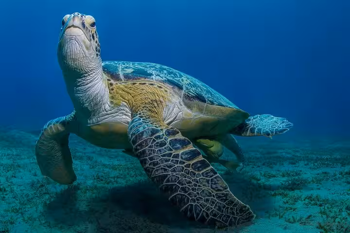 Green sea turtle resting on Abu Dabab seagrass bed, Red Sea snorkeling trip from Hurghada with lunch