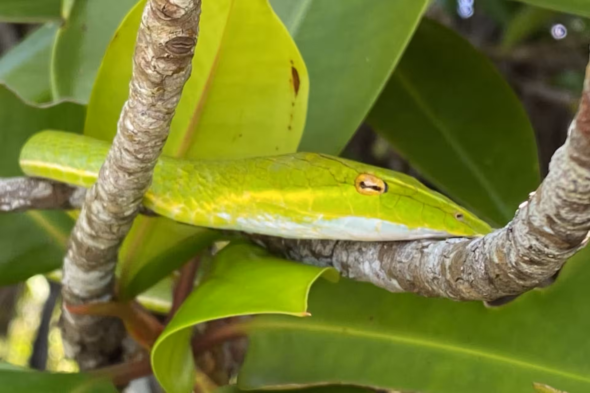 Close-up of bright green vine snake in mangrove trees on Bentota River Safari wildlife tour, Sri Lanka