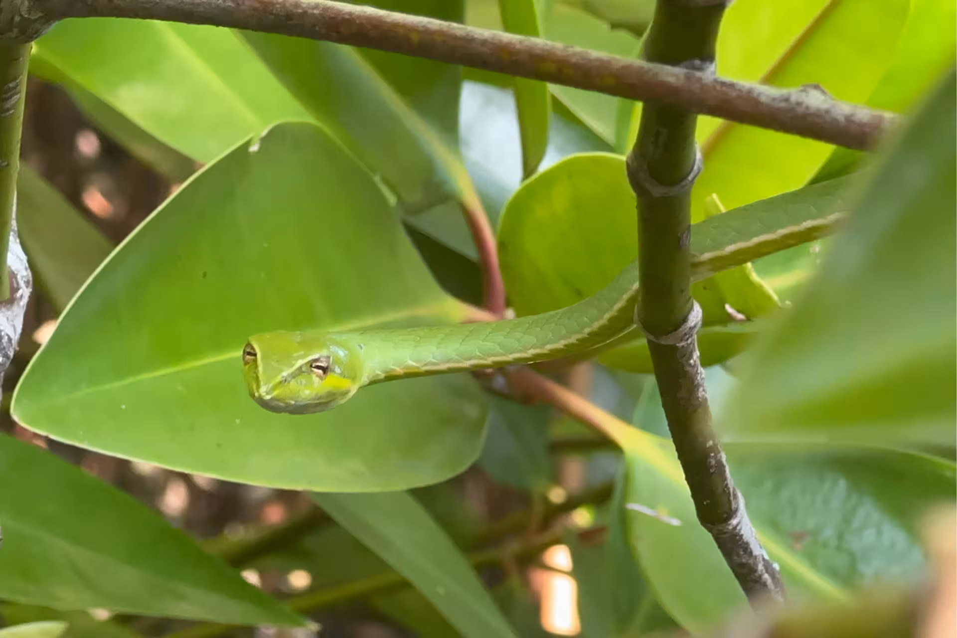 Green vine snake camouflaged in mangrove leaves on Bentota River safari wildlife boat tour, Sri Lanka