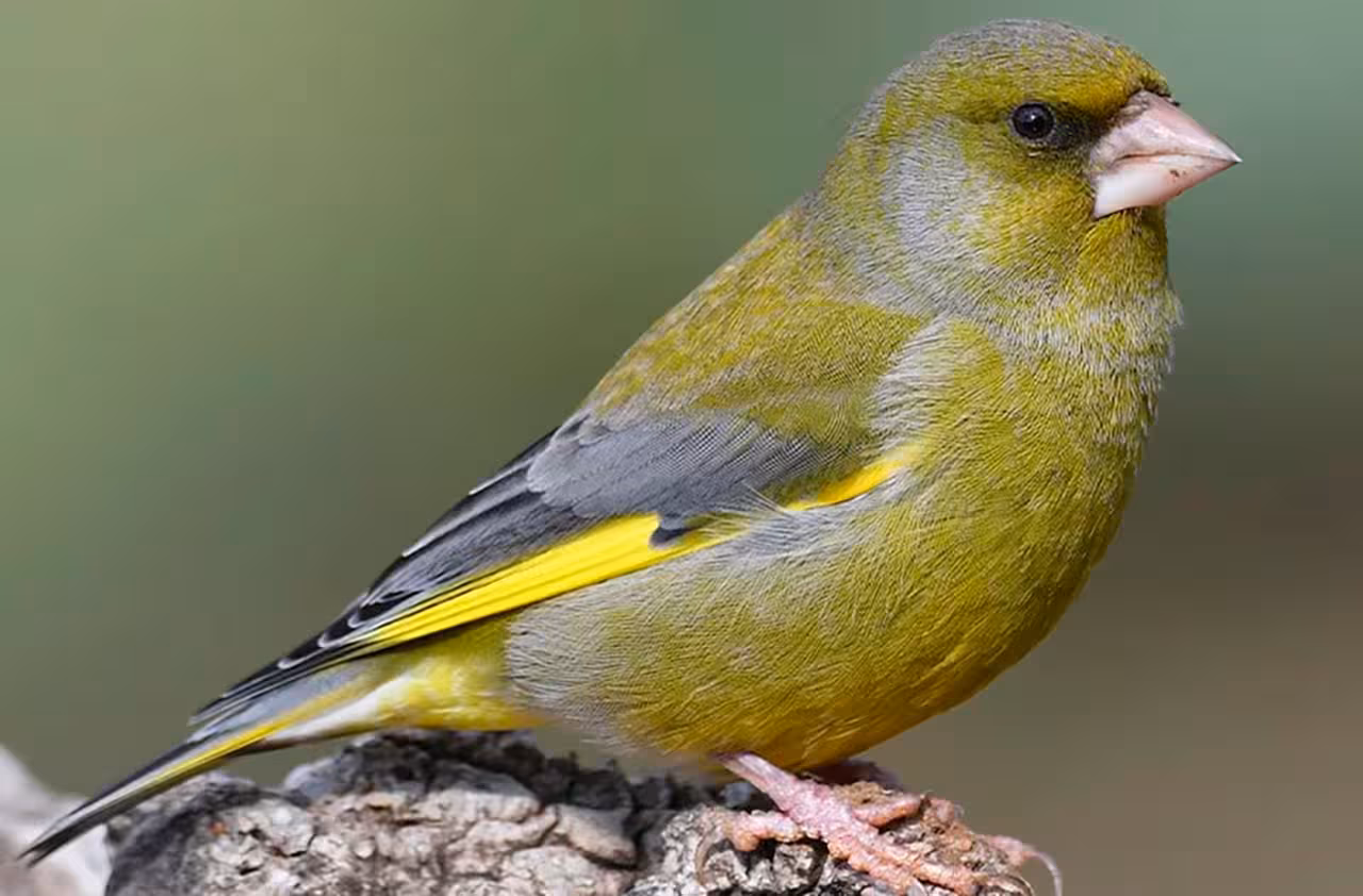 Close-up of a greenfinch on a rock, ideal wildlife sighting on North Coast birdwatching vintage car tour