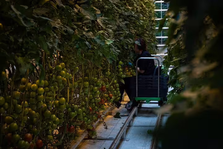 Worker harvesting green tomatoes in a greenhouse corridor with a collection cart