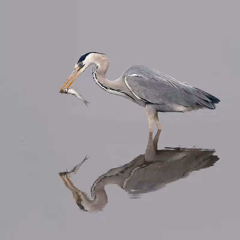 Grey heron catching fish in calm waters, perfect for birdwatching tours focused on wetland wildlife photography.
