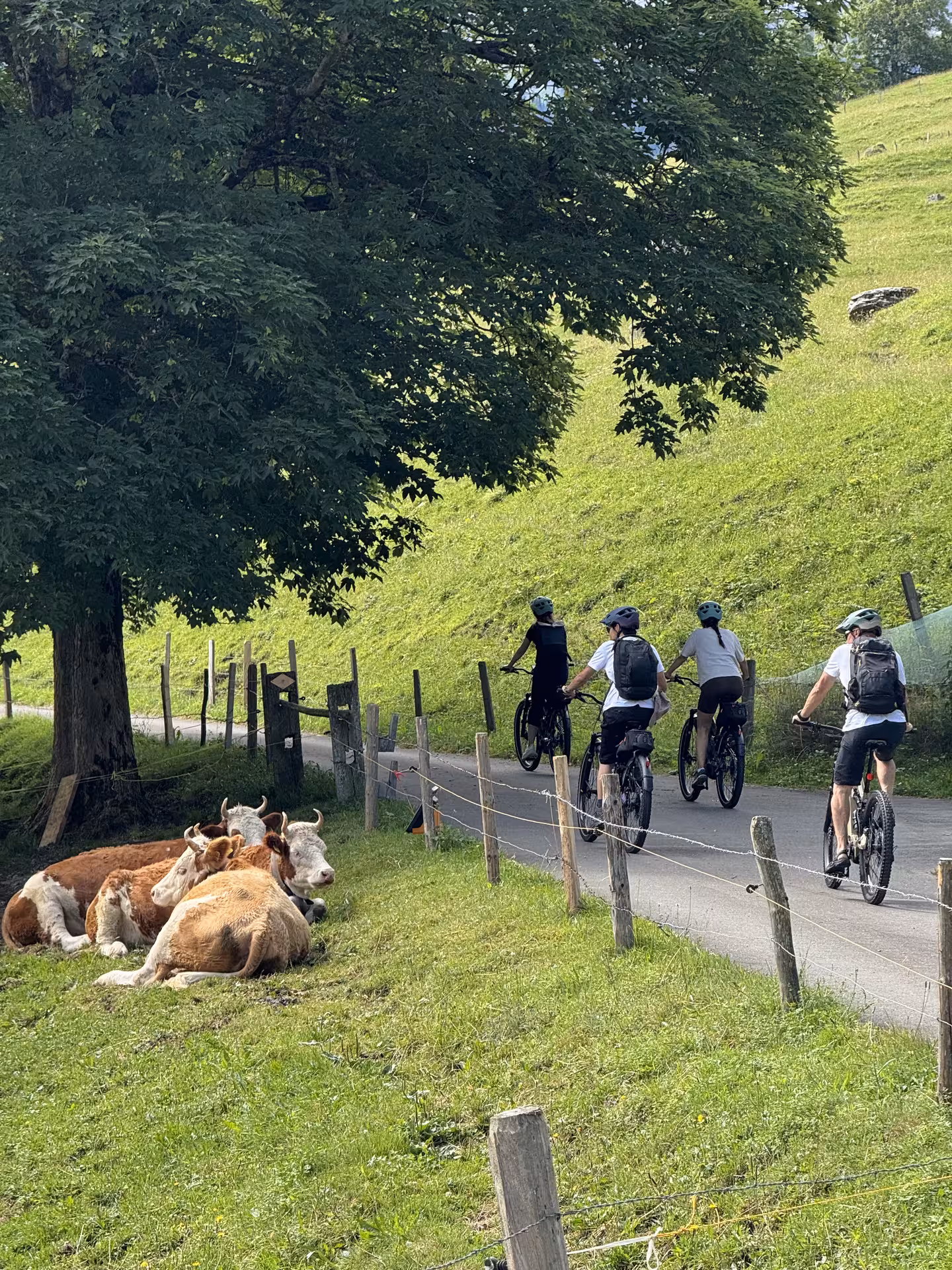 E-bike riders pass grazing cows on a quiet lane in the Griesalp UNESCO alpine valley, Swiss Alps tour