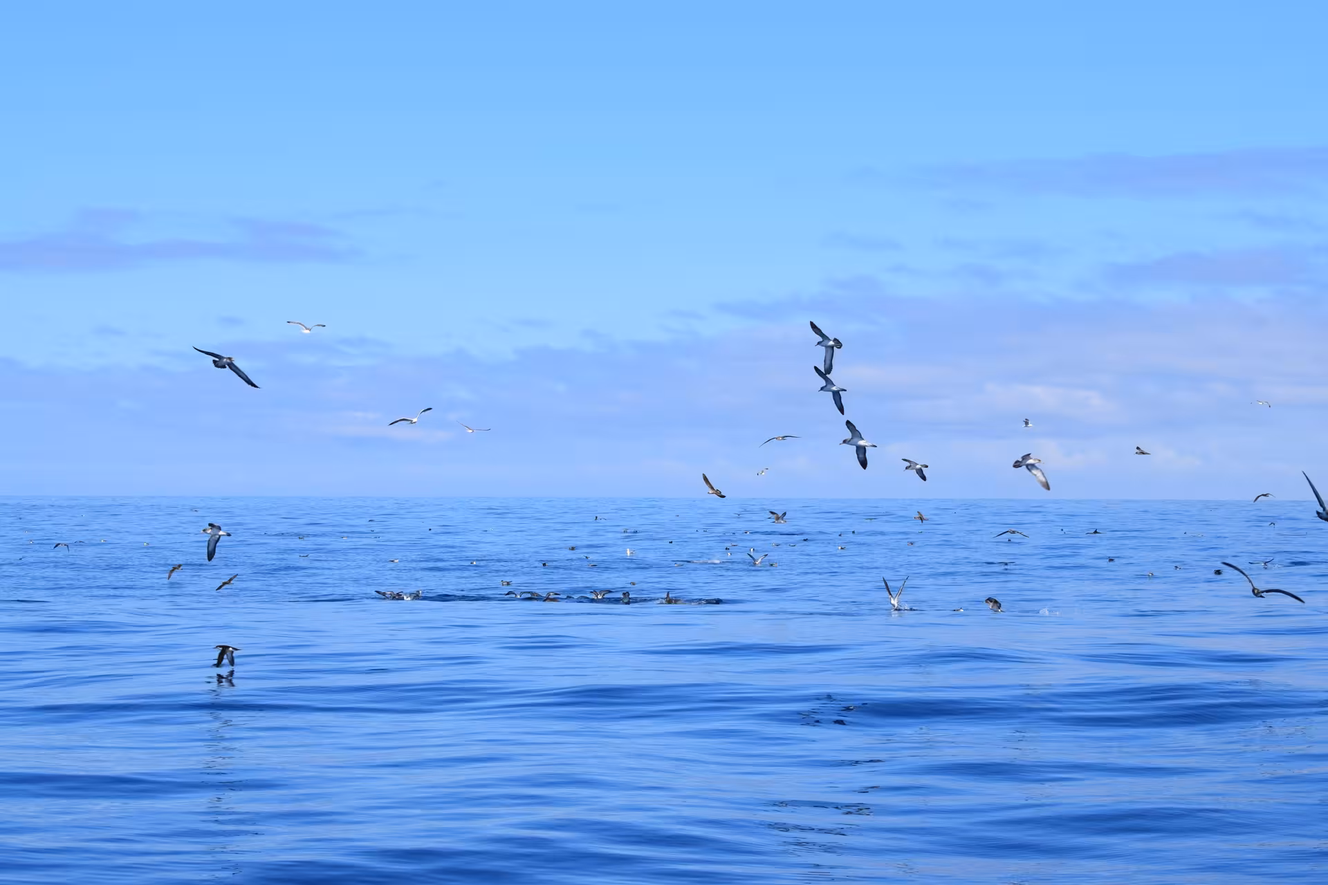 Seagulls soaring over the tranquil ocean, offering a serene view for GRINGO yacht private charter experiences.