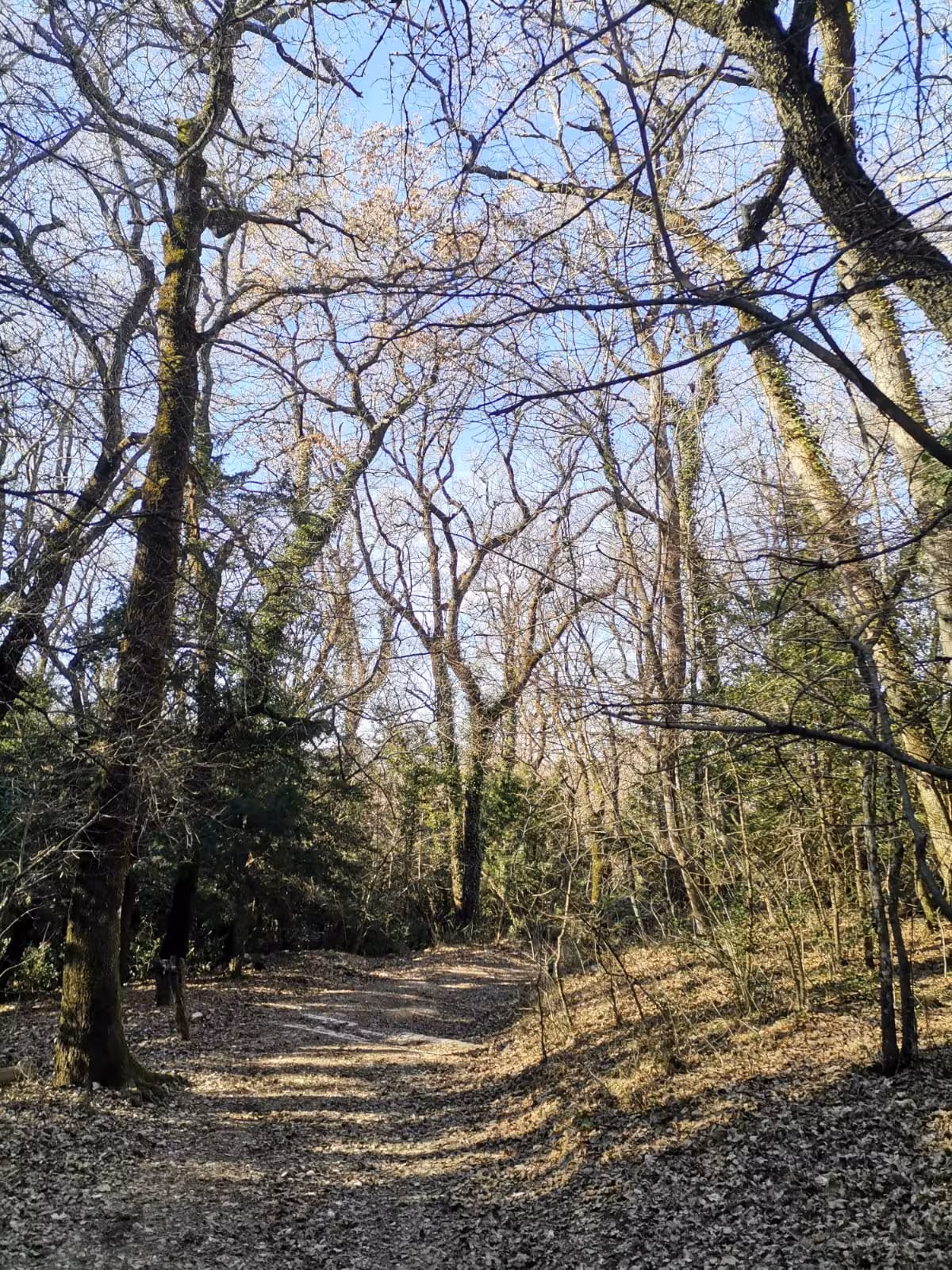 Woodland trail through leafless trees and ivy on the sacred hike to Grotte Sainte-Madeleine pilgrimage route