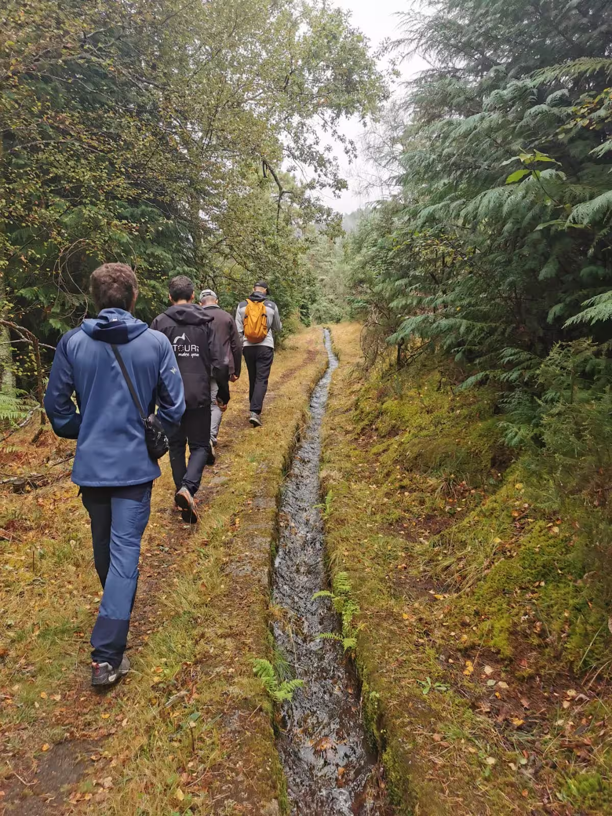 Group hiking through lush forest trail on private nature tour, perfect for wine tasting and exploring the outdoors.