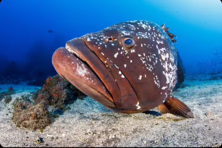 Close-up of a large grouper fish on the ocean floor at Garajau Marine Reserve, ideal for scuba diving enthusiasts.