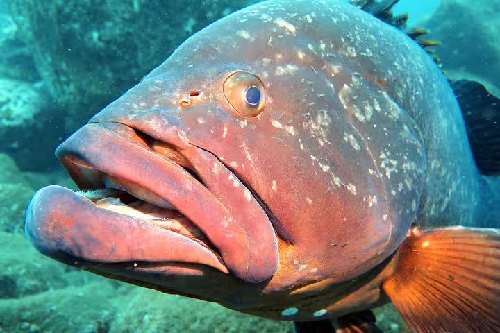 Close-up of a vibrant grouper fish underwater, showcasing marine life diversity for Open Water Course diving experience.