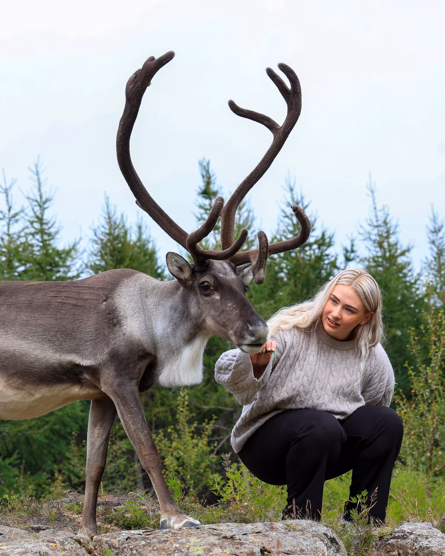 Guest hand-feeding a reindeer with huge antlers at Reindeer Park Iceland, a family-friendly wildlife tour