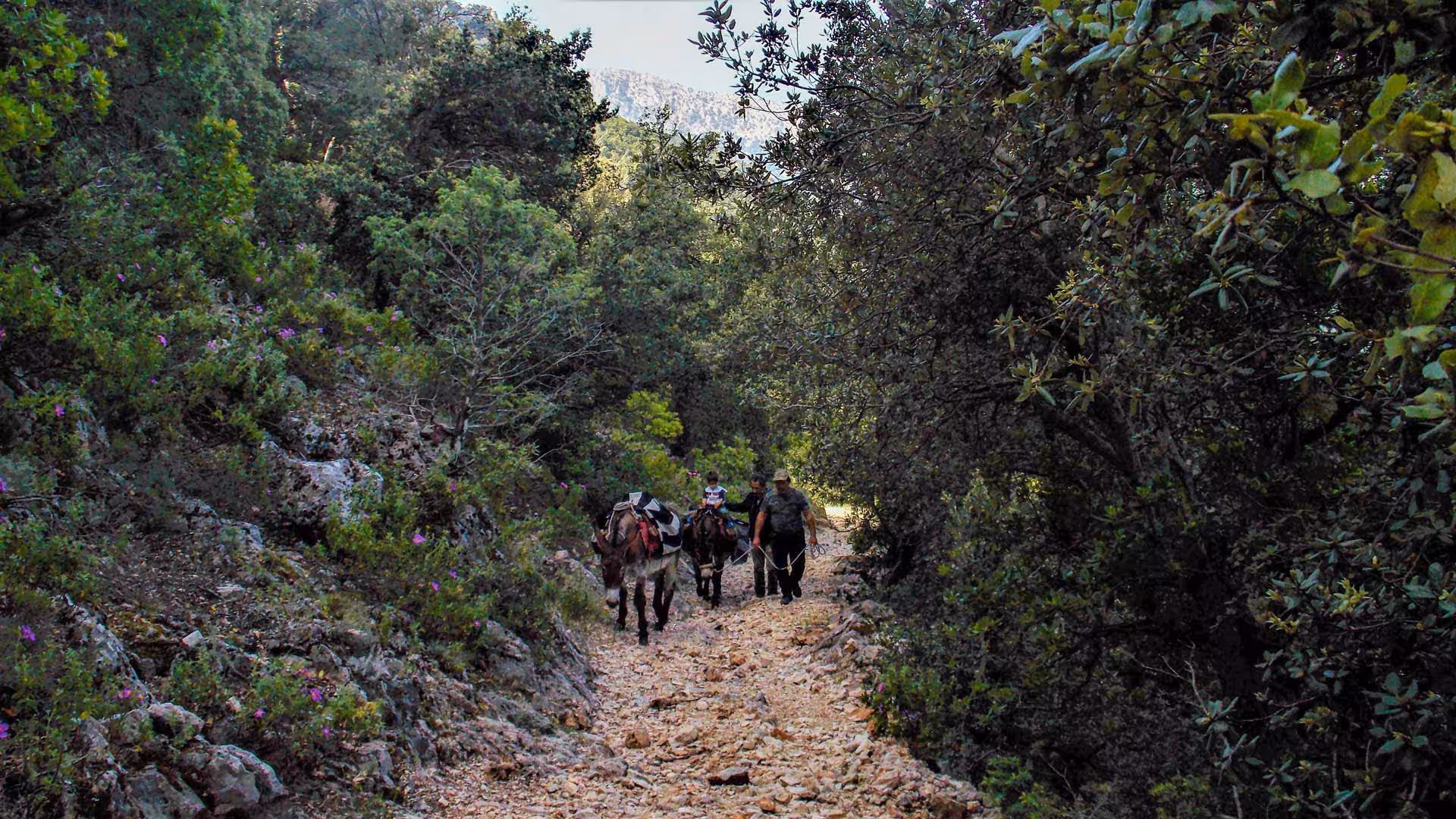 Guided walk with donkeys on a scenic forest trail near Dorgali, Sardinia, perfect for nature and animal lovers.
