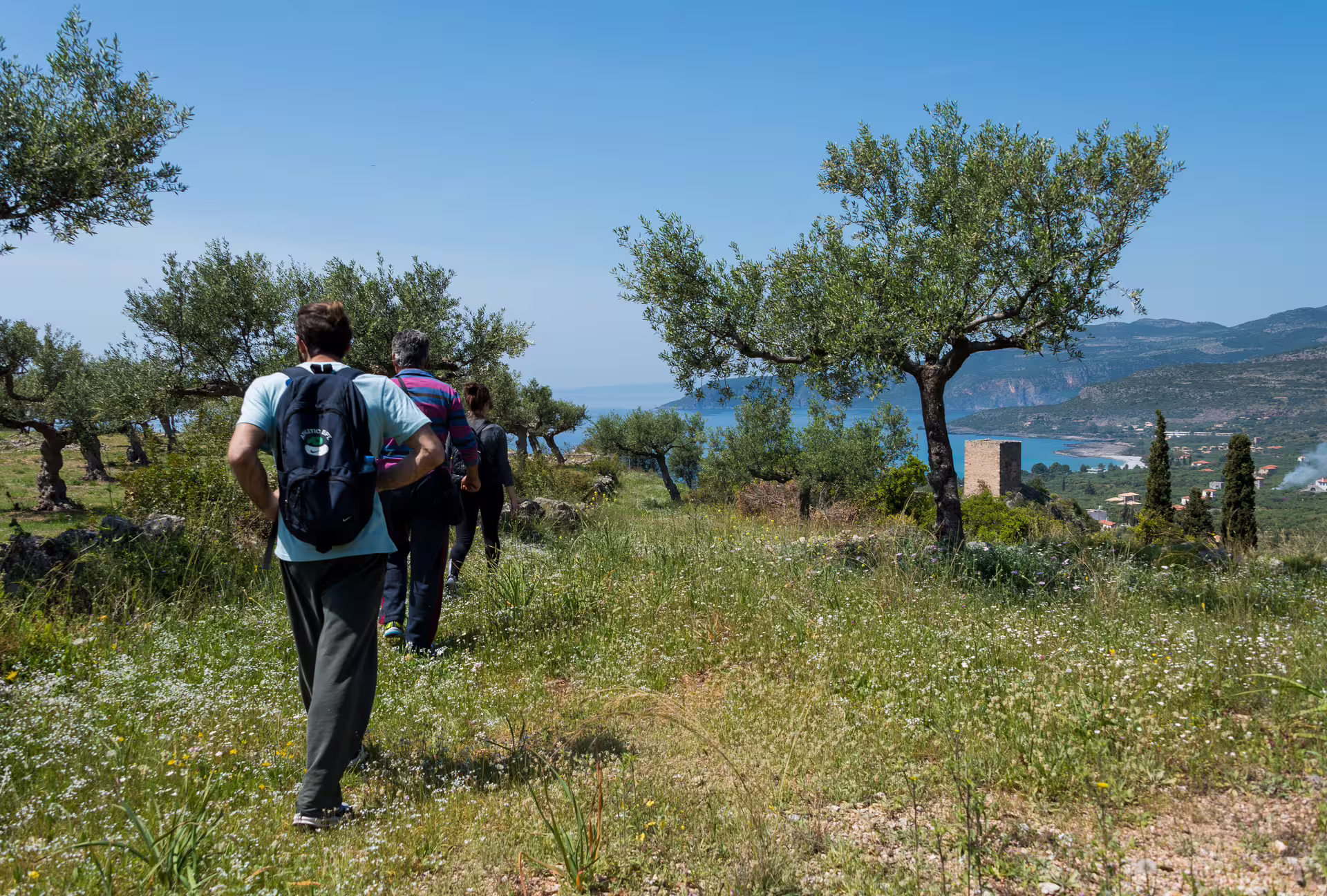 Guided hiking in Kardamyli through olive groves with sea views over Messinian Gulf, Peloponnese Greece