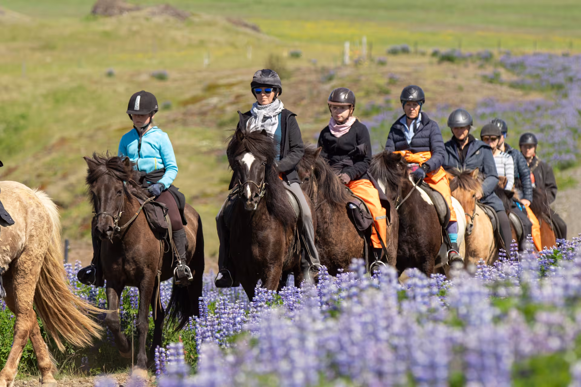 Group of riders on Icelandic horses trotting through vibrant lupine meadows on a guided horse riding tour in Hveragerdi