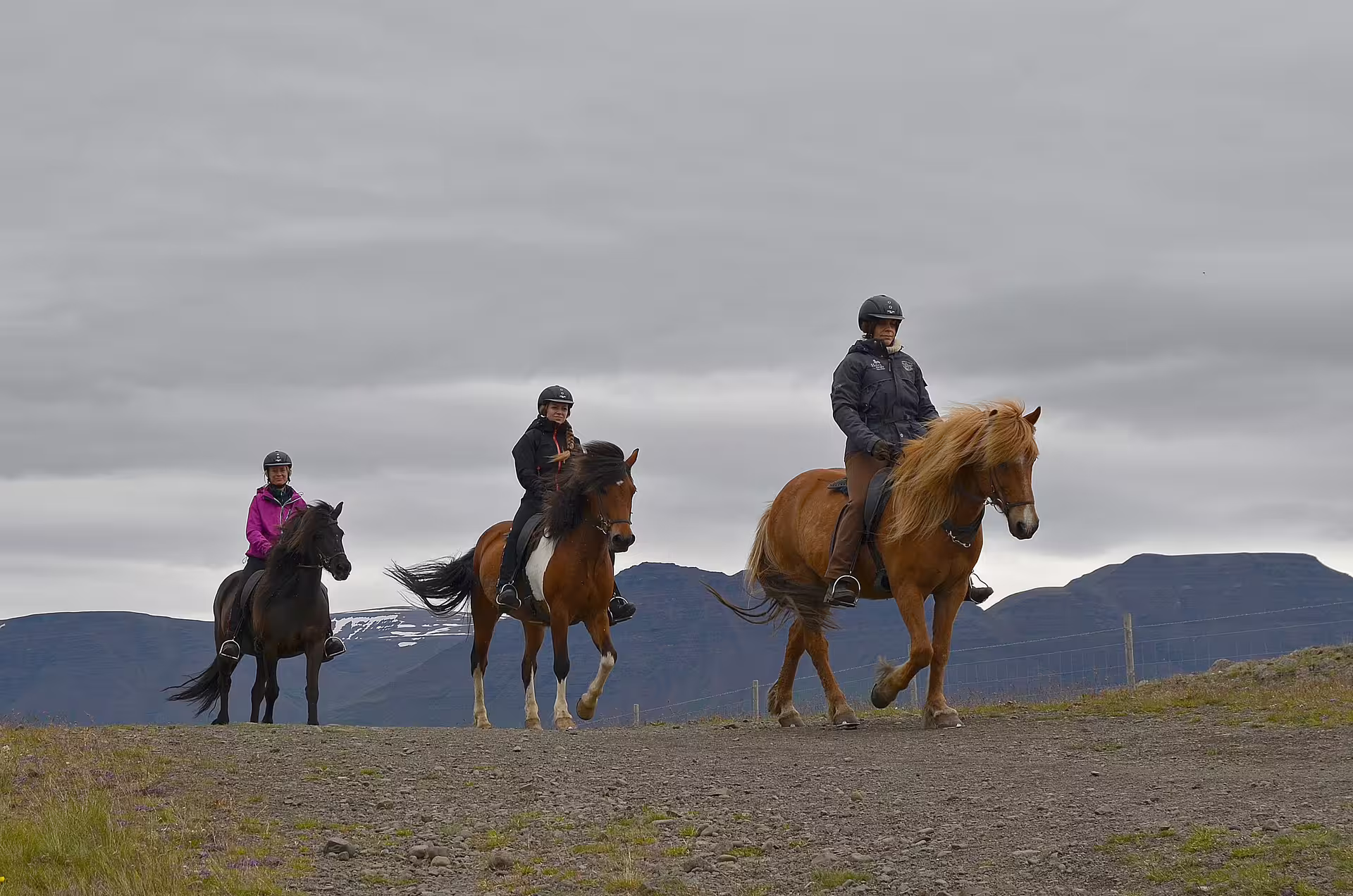 Three riders on Icelandic horses trotting along a gravel path with mountains in Skagafjordur
