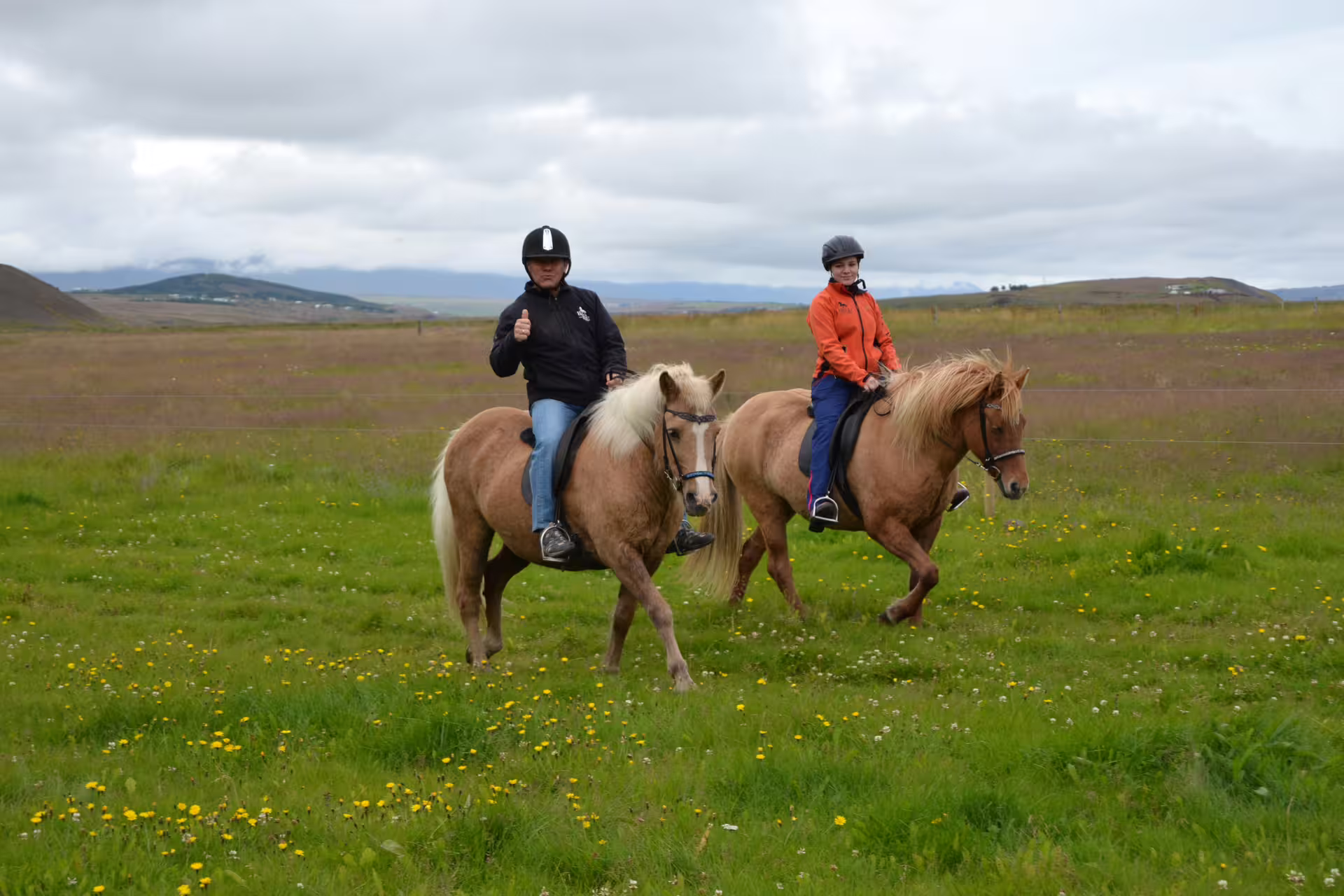 Two riders on Icelandic horses trotting through green meadow in Skagafjordur, Iceland