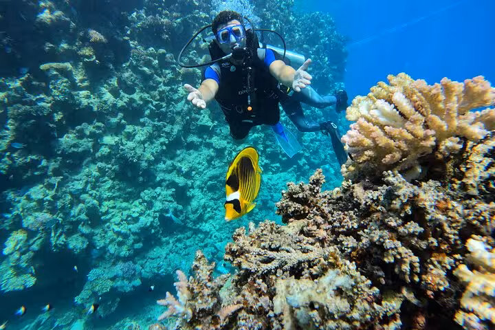 Guided discovery scuba dive with diver reaching toward camera beside coral formations and butterflyfish