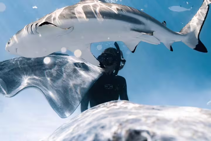 Snorkeler swimming alongside a shark and stingray in clear blue ocean water