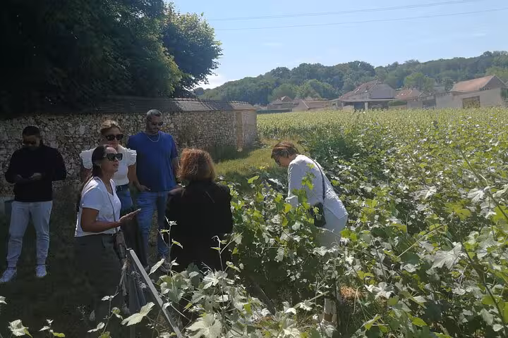 Tour guide leading a group through Champagne vineyards near Reims on a sunny day