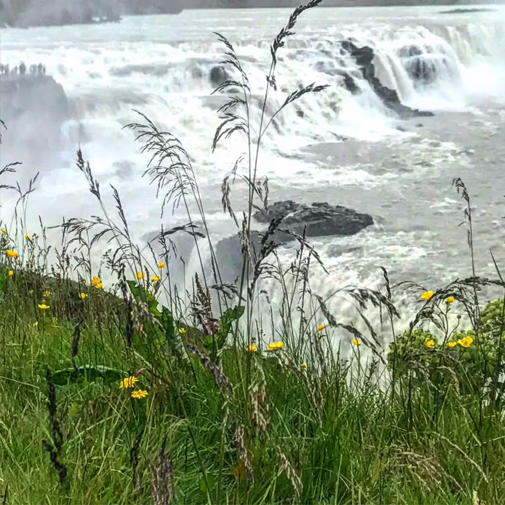 Powerful Gullfoss waterfall cascading over rocks with yellow wildflowers and tall grass in foreground, Iceland