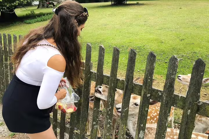 Traveler feeding deer in a Dutch park near Haarlem, family-friendly stop on Coastal Dunes and North Sea tour