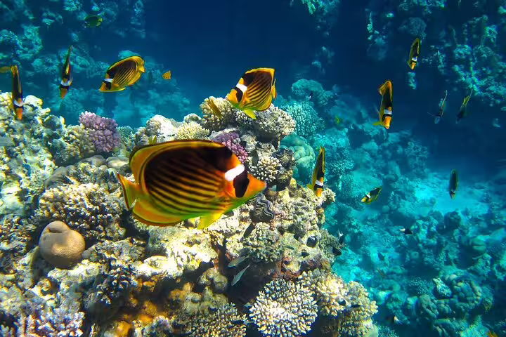 Colorful butterflyfish over vibrant coral reef on Hamata Island snorkeling day trip by VIP boat from Marsa Alam