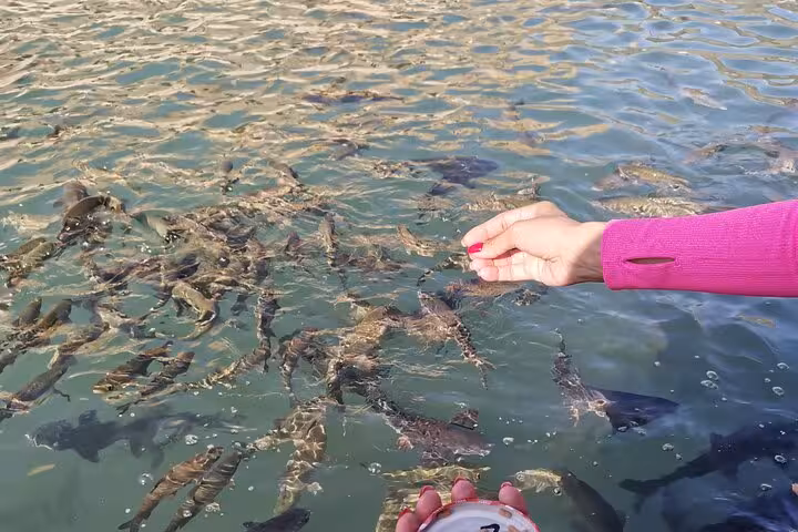 Hand feeding fish in Balikligol sacred carp pool, Sanliurfa, on private Gobeklitepe tour from Istanbul